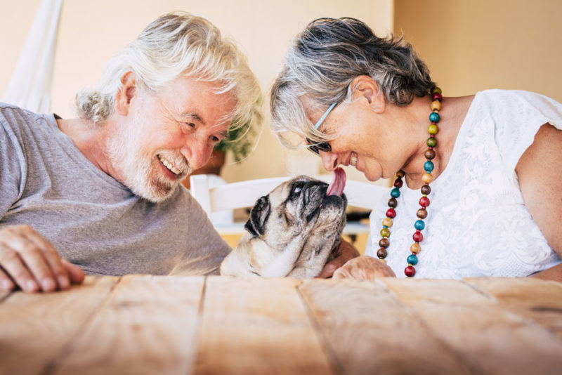 portrait of senior mature caucasian people  couple with funny pet pug dog kissing and having. fun together with love and happiness - concept of animal therapy for aged old persons