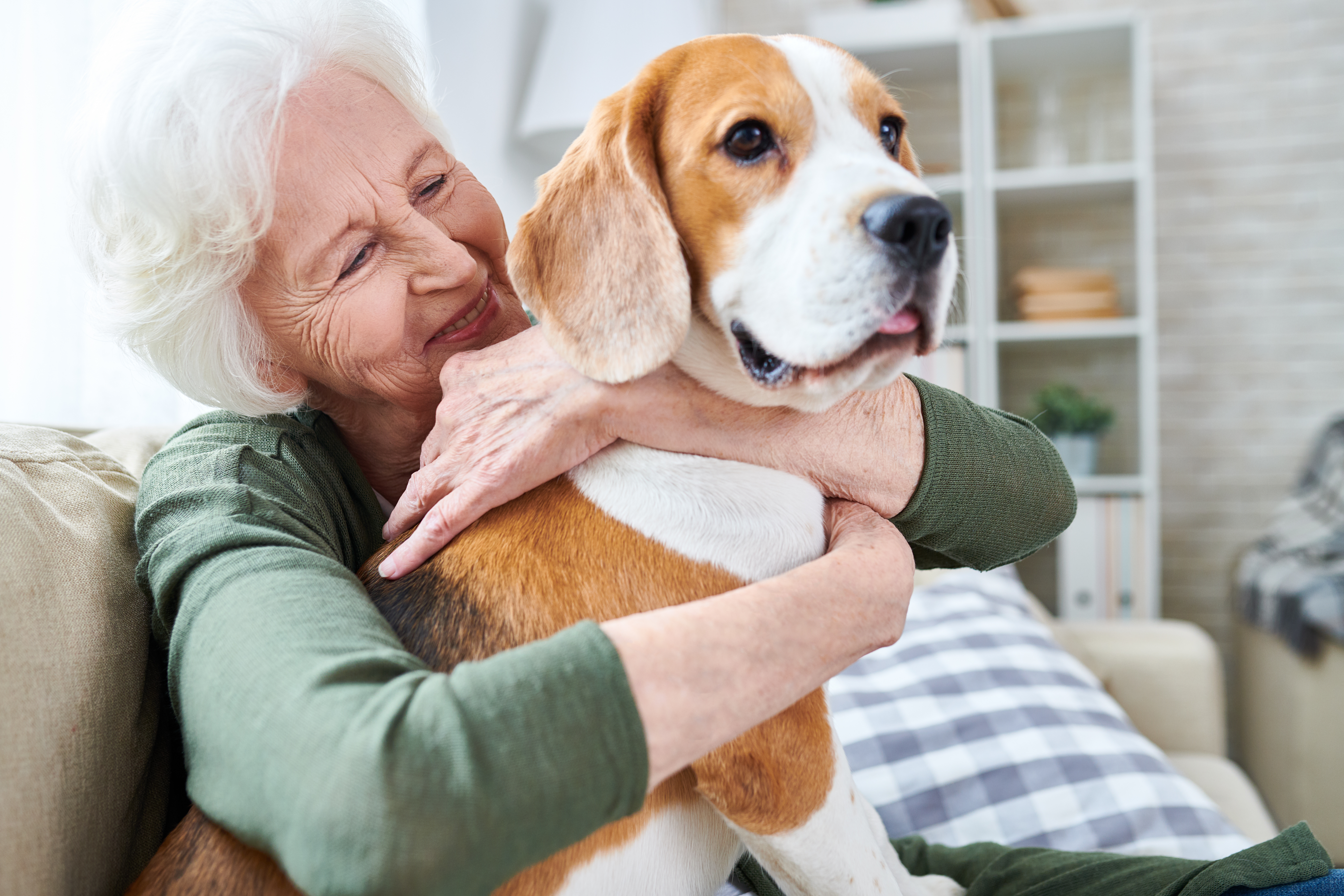 Cheerful retired senior woman with wrinkles smiling while embracing her Beagle dog and enjoying time with pet at home